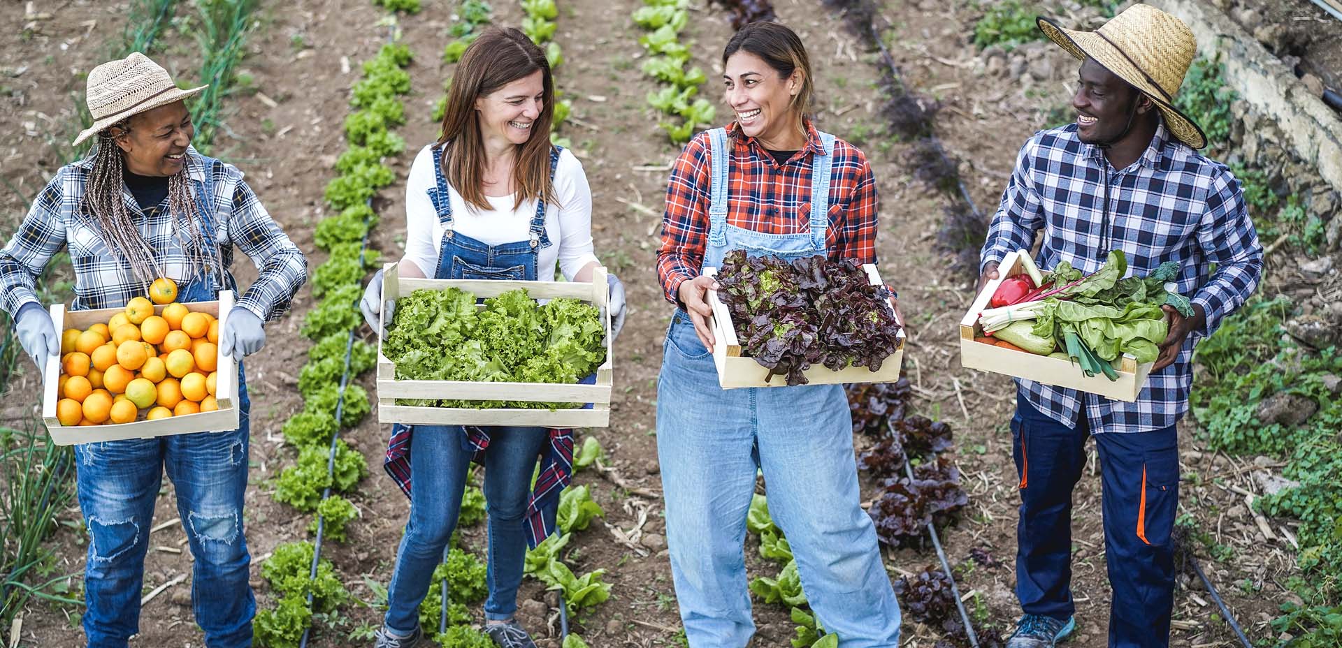 agricoltura biologica, verdure