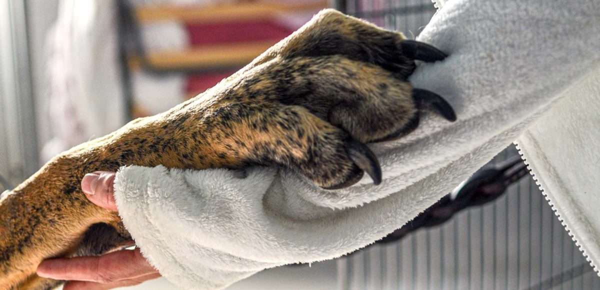 fine vita animali