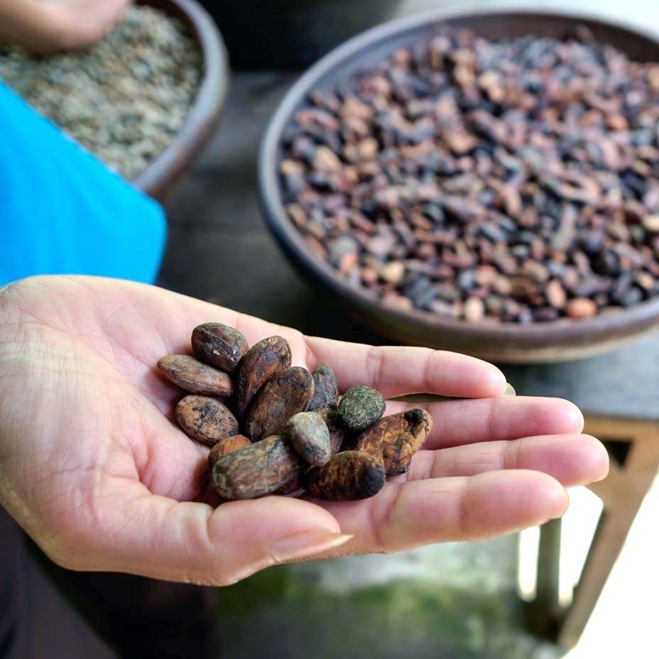fave di cacao fave di cacao
