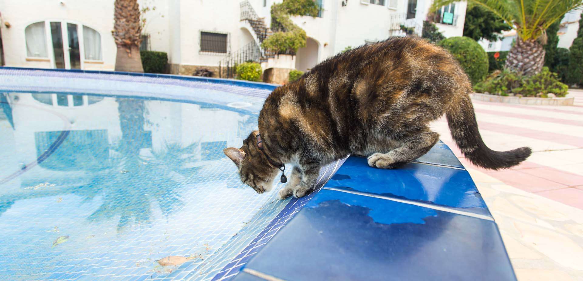 animali domestici caldo, gatto e piscina animali domestici caldo, gatto e piscina