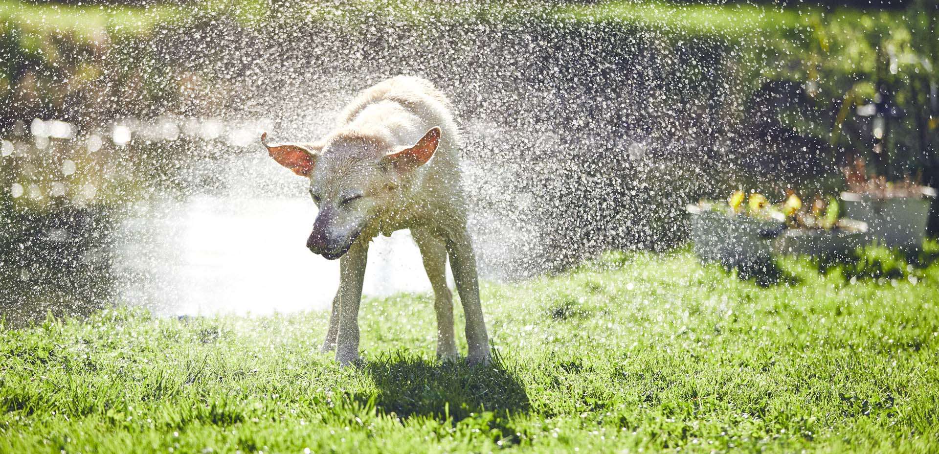 animali domestici caldo animali domestici caldo