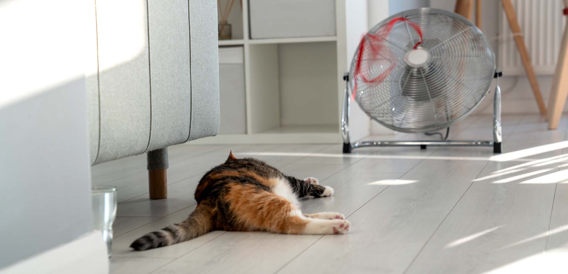 animali domestici caldo, gatto e ventilatore animali domestici caldo, gatto e ventilatore