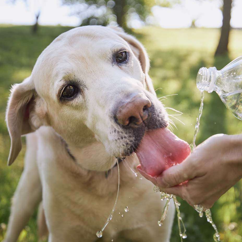 cane, acqua, caldo cane, acqua, caldo