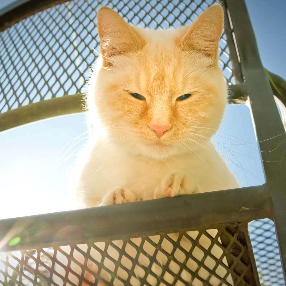 gatto e sole gatto e sole