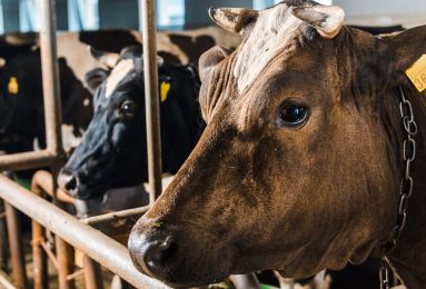 sofferenza degli animali