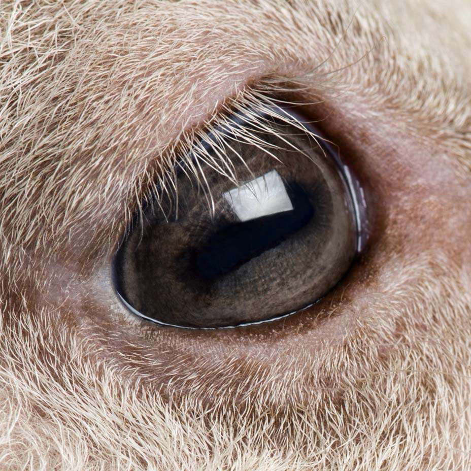 sofferenza degli animali sofferenza degli animali