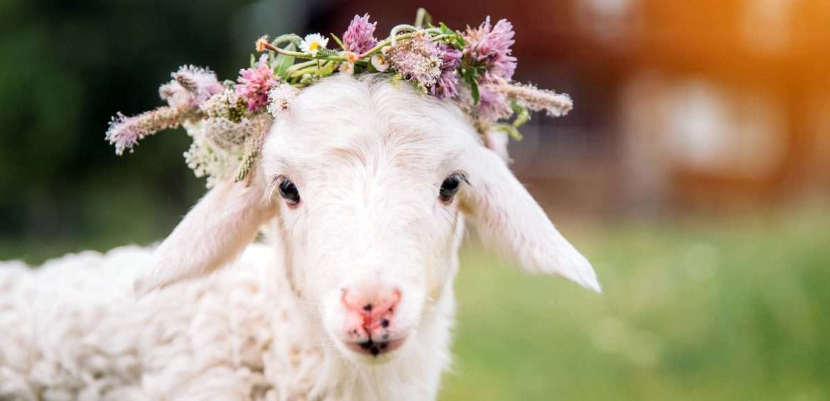mangiare agnello a Pasqua