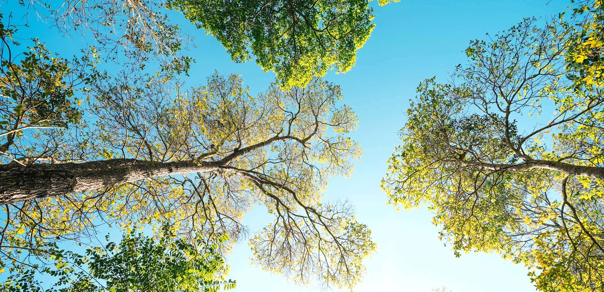 alberi alberi