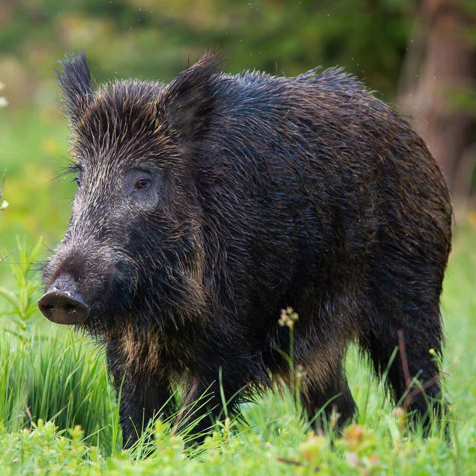 cinghiale cinghiale