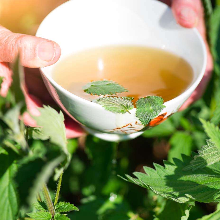 tisane estive, ortica
