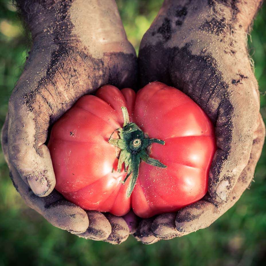 pomodoro, mani pomodoro, mani