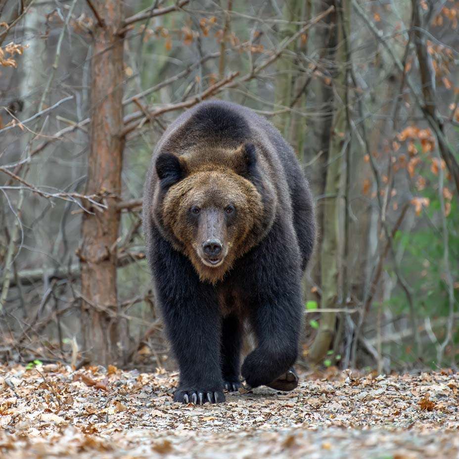 orso orso