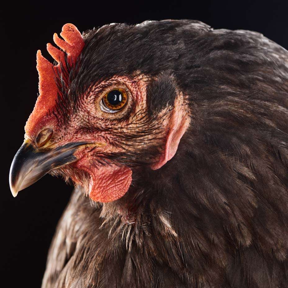 gallina