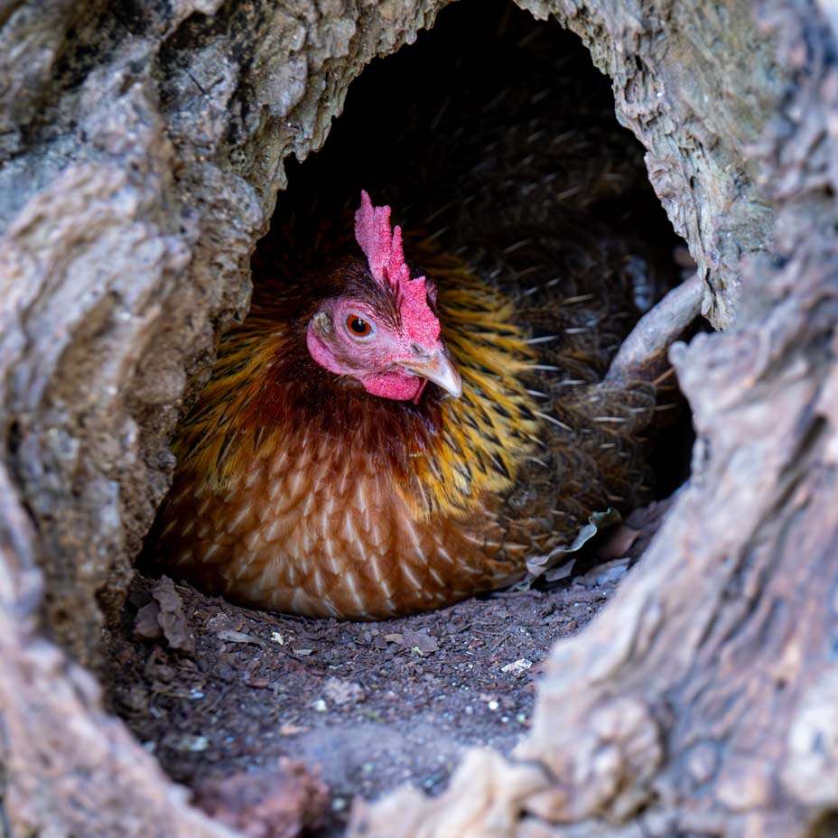 gallina