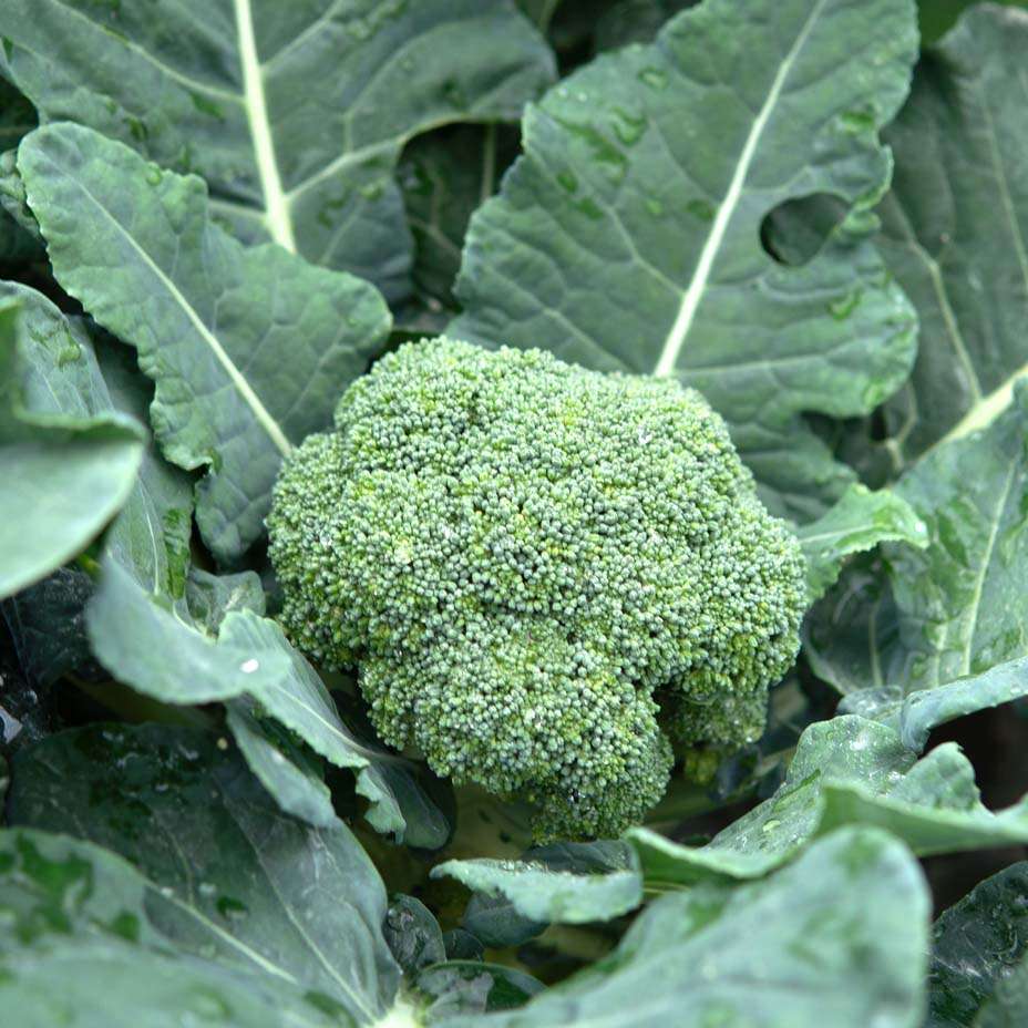broccolo siciliano