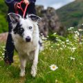 in montagna con il cane