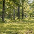 caccia e tutela della natura