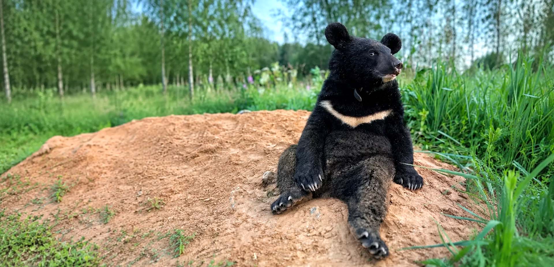 orso orso